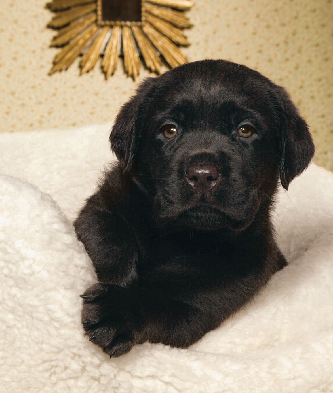 Danish Design "My First Bed" Dog Bed For Puppies